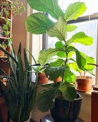 Maybe you would like to learn more about one of these? Amazon Plant Store Fiddle Leaf Fig Review 2018 The Strategist