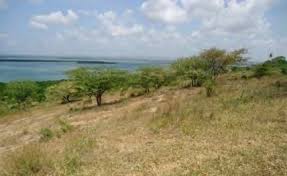 Image result for Synadenium pereskiifolium