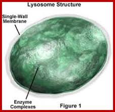 Maybe you would like to learn more about one of these? Lysosomes