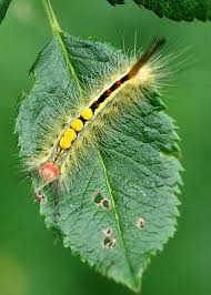 Their black spines cover most of the body, making it even more difficult for a predator to get anything i found a 3 rust colored smooth caterpillar with yellow bands and green head and tail. White Marked Tussock Moth Family Lymantriidae Field Station