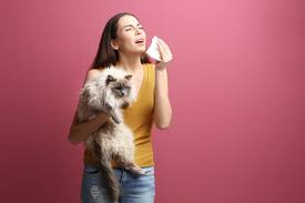 Allergy shots are also available if the litter allergy is severe. Allergic To Cats There A New Vaccine That May Solve The Problem