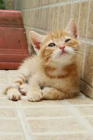 oriele valdes adli kullanicinin kedi kedi miyav dedi panosundaki pin sevimli kedi yavrulari sevimli kediler sevimli hayvan yavrulari