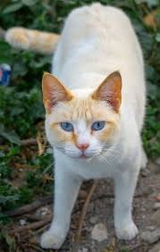 Red point siamese cats are also known as flame point siamese cats, and this article shall uncover everything there is to know about redpoints. Flame Point Siamese Cats Pets Kb