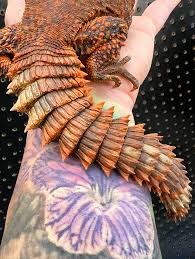 Image result for Xyris peteri