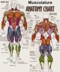 Neuroimaging or brain imaging is the use of various techniques to either directly or indirectly image the structure, function, or pharmacology of the nervous system.it is a relatively new discipline within medicine, neuroscience, and psychology. Medical Concept Maps Musculoskeletal System Anatomia Muscular Exercicios Exercicios De Musculacao