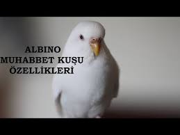 Albino Ino Muhabbet Kusu Ozellikleri Renk Ve Mutasyonlari Youtube