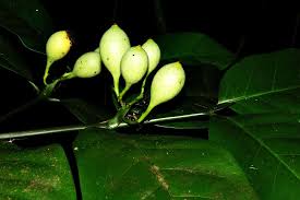 Image result for Oxyanthus pyriformis