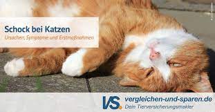 Eine plötzliche verhaltensänderung kann also auch auf eine verletzung oder schmerzen durch einen unfall hindeuten und sollte dem tierarzt berichtete werden. Schock Bei Katzen Ursachen Symptome Erstmassnahmen Vs