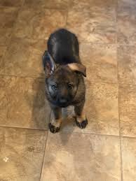 Ahsoka Seems So Be Settling In To Her New Home Just Fine Https Ift Tt 3i2m3di Dog Pictures Animal Hospital I Love Dogs