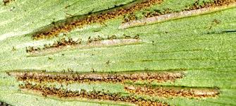 Image result for Asplenium megalura