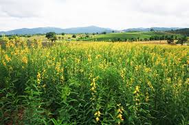 Image result for Crotalaria juncea