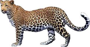 Our free cutout pngs have no royalties. Download Leopard Png Free Download Leopard Png Full Size Png Image Pngkit
