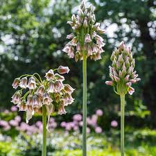 Image result for Nectaropetalum