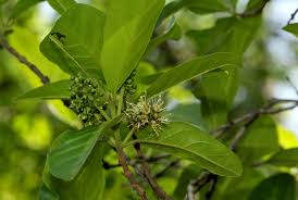 Image result for Combretum kraussii