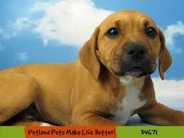 English bulldog puppies eragon and tarzan xi. Valley Bulldog Dog Female Red 2738458 Petland Pets Puppies Chicago Illinois