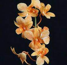 Orange White Dendrobiums Bulk Orange White Dendrobiums At Wholesale Prices Dendrobium Orchids Orchids White Dendrobium Orchids