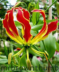 Climbing Lily Flower Mrbrownthumb Lily Plants Lily Flower Unusual Flowers