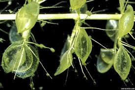 Image result for Aldrovanda vesiculosa