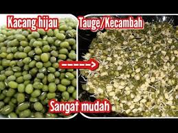 Timba dan bak ini tidak harus baru karena pada akhirnya akan kita lobangi, kita bisa menggunakan timba atau bak air bekas atau yang sudah pecah atau bocor. Cara Membuat Tauge Kacang Hijau Kecambah Youtube