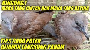 Bulu burung merak jantan lebih indah dibandingkan dengan burung merak betina. Burung Tekukur Jantan Herunterladen