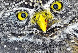 Siim Aimla Jazz Quartet Helen Nelis-Naukas sai tähtsa preemia