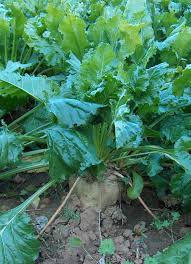 Undefined Ruben Zuckerrube Landwirtschaft