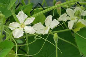 Image result for Lagenaria siceraria