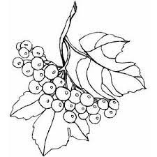 Free, printable coloring pages for adults that are not only fun but extremely relaxing. Branch And Berries Coloring Page