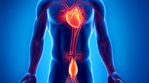 Neste texto abordaremos o que são aneurismas e seus sintomas, e conheceremos os aneurismas cerebral e da aorta abdominal. Saude Vascular Aneurisma De Aorta Doenca Grave E Pouco Conhecida Dhoje Interior