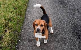 We've rounded up the most popular beagle names of 2019 from our enormous rover.com dog looking for a dog name for your new beagle puppy or adopted family member? Beagle Names 170 Cute And Unique Names For Your Beagle Puppy Petmoo