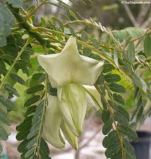 Image result for Sesbania grandiflora