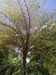 Image result for Cyathea cf. humilis