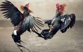 Download sabung ayam vietnam pukul mati. Ayam Sabung