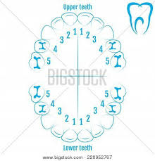 Orthodontist Human Vector Photo Free Trial Bigstock