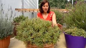 Prune back the leggy growth of the lavender either in early spring or late fall, but only cut the top third of the flexible growth. How To Cut Back French Lavender Youtube