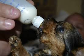 Puppies continue to nurse until they are about 6 weeks old or the mother has stopped lactating. How Much Often Long To Feed A Newborn Puppy Animalso