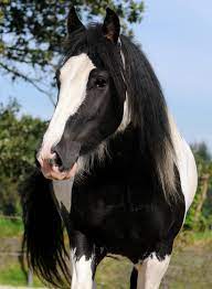 Tinker kaufen und verkaufen ✔ das passende tier für zucht, freizeit und turnier ♞ professionell tinker sind zwar keine typischen pferde für anfänger, dennoch können anfänger mit der rasse. Tinker Pferd Pony Erziehung Und Eigenschaften