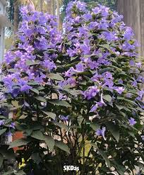 Image result for Petalidium bracteatum