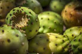 Cactus pears have fruit that isn't as firm as most ripe melons and tends to be a little soft and spongy. Prickly Pears Prickly Pear Fruit Skewers Spain Food Food And Drink Healthy Eating Green Color Wellbeing Pxfuel