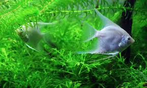 Aquascape sendiri ragam serta ukurannya sengat beragam, mulai dari yang kecil. Aquarium Air Tawar Serasa Aquarium Air Laut Kompasiana Com