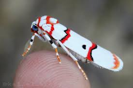 Image result for Cydia microgrammana