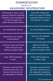 Difference Between Fermentation And Anaerobic Respiration Definition Process Application
