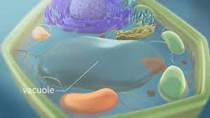 This animation shows the processes of growth in plants at the cellular level. Plant Cell Explainer Video Austin Visuals 3d Animation Studio Gif Gfycat