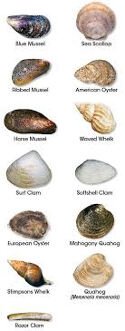 Clam Identification Related Keywords Suggestions Clam