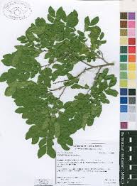 Image result for Scorodophloeus