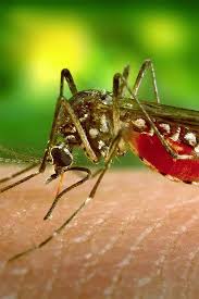 Florida stores pet store tampa. Tampa Pest Control Termite Tenting Treatment Guaranteed