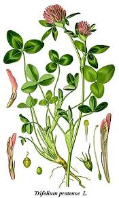 Image result for Trifolium wentzelianum