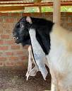 ALMAT Farms | The Damascus goat, also known as Aleppo, Halep ...