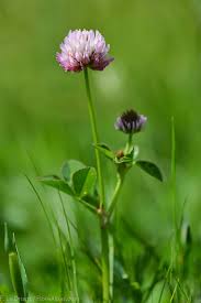 Image result for Trifolium isthmocarpum