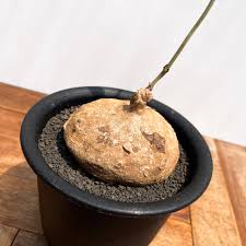 Image result for Raphionacme globosa